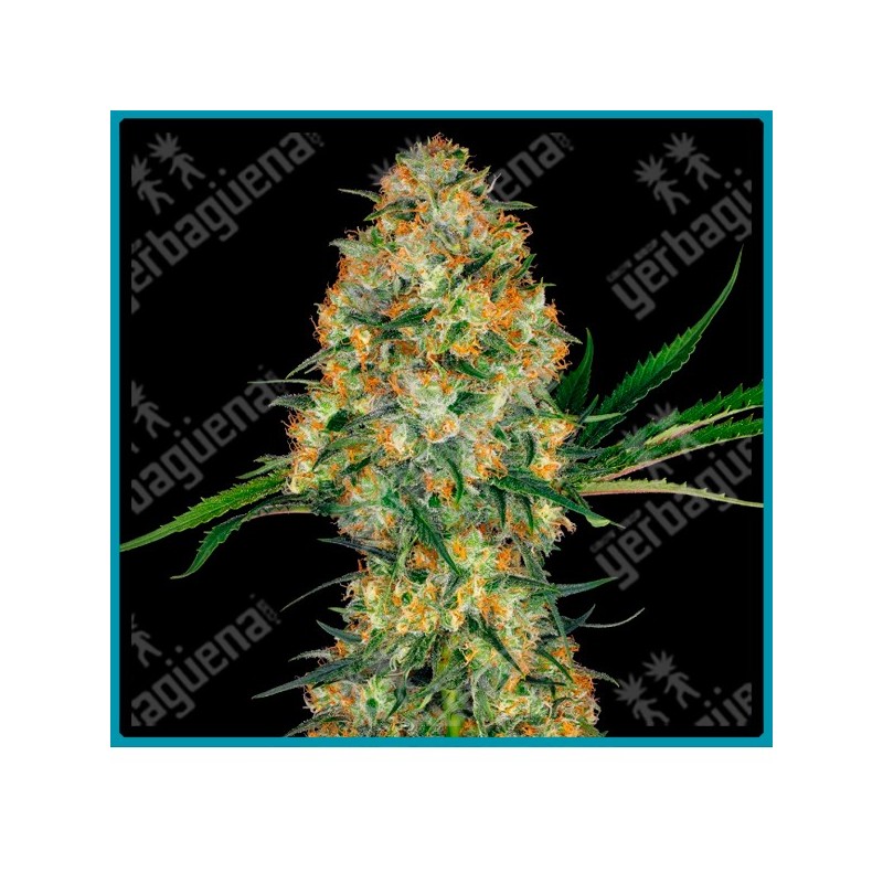 Hindu kush de Sensi seeds