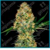 Hindu kush de Sensi seeds