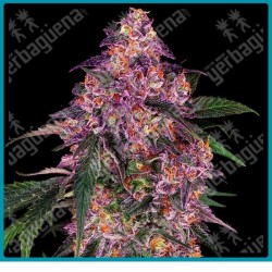 Sensi purple kush ( Hindu Kush x Skunk Kush x Maple Leaf Indica ) de Sensi seeds