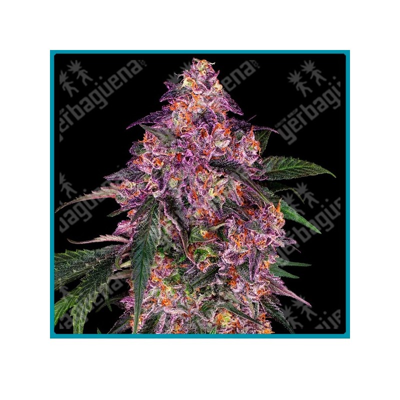 Sensi purple kush ( Hindu Kush x Skunk Kush x Maple Leaf Indica ) de Sensi seeds
