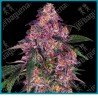 Sensi purple kush ( Hindu Kush x Skunk Kush x Maple Leaf Indica ) de Sensi seeds