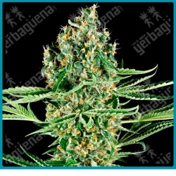Critical runtz ( NL#2 x Skunk Kush x Jack Herer x Durban ) de Sensi seeds