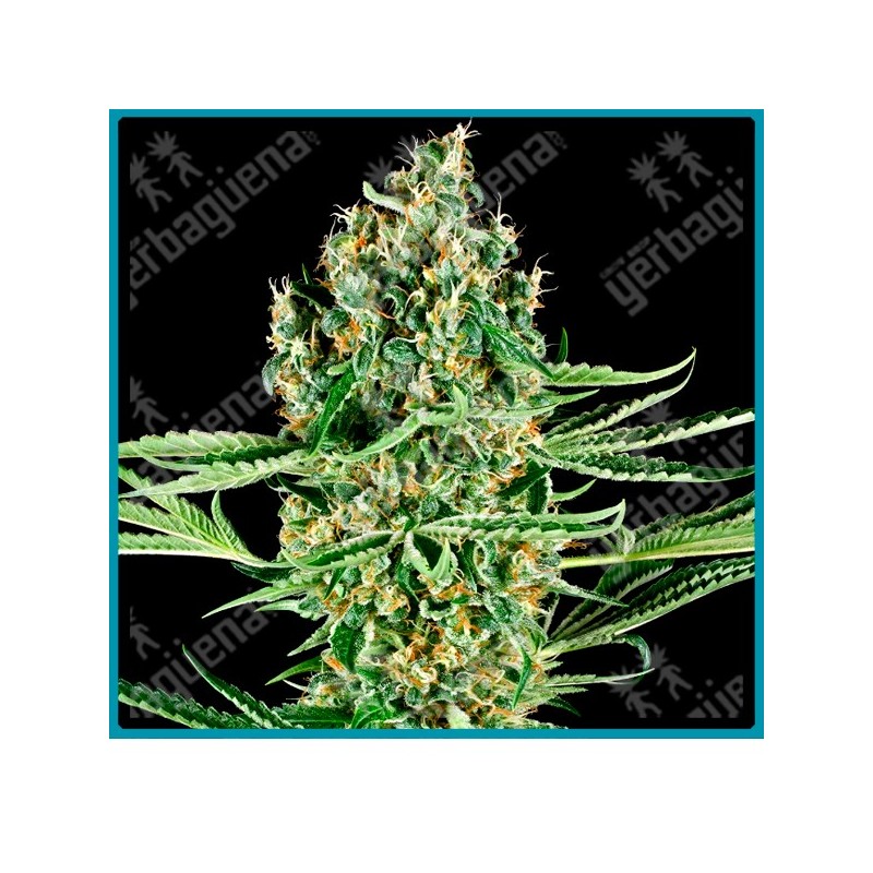 Critical runtz ( NL#2 x Skunk Kush x Jack Herer x Durban ) de Sensi seeds