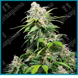 California indica ( Orange Bud x  Northern Lights #1 x Hash Plant ) de Sensi seeds