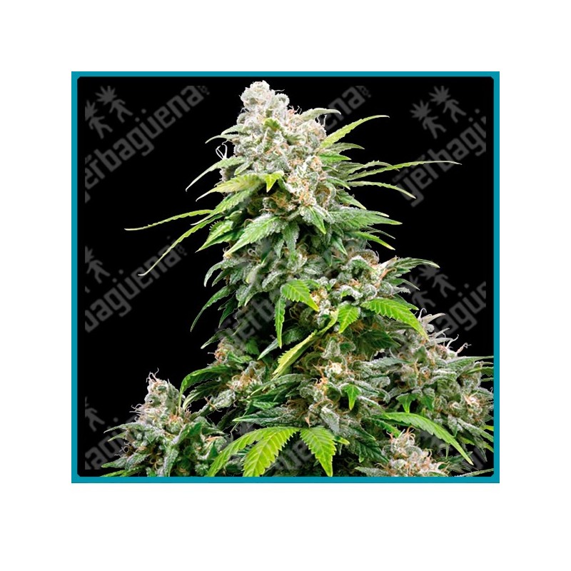 California indica ( Orange Bud x  Northern Lights #1 x Hash Plant ) de Sensi seeds