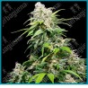 California indica ( Orange Bud x  Northern Lights #1 x Hash Plant ) de Sensi seeds