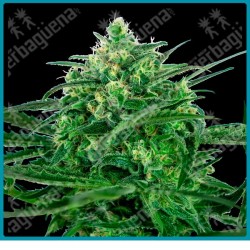 Sensi amnesia ( Hawaiian Indica x Jamaican Pearl x Afghani #1 ) de Sensi seeds
