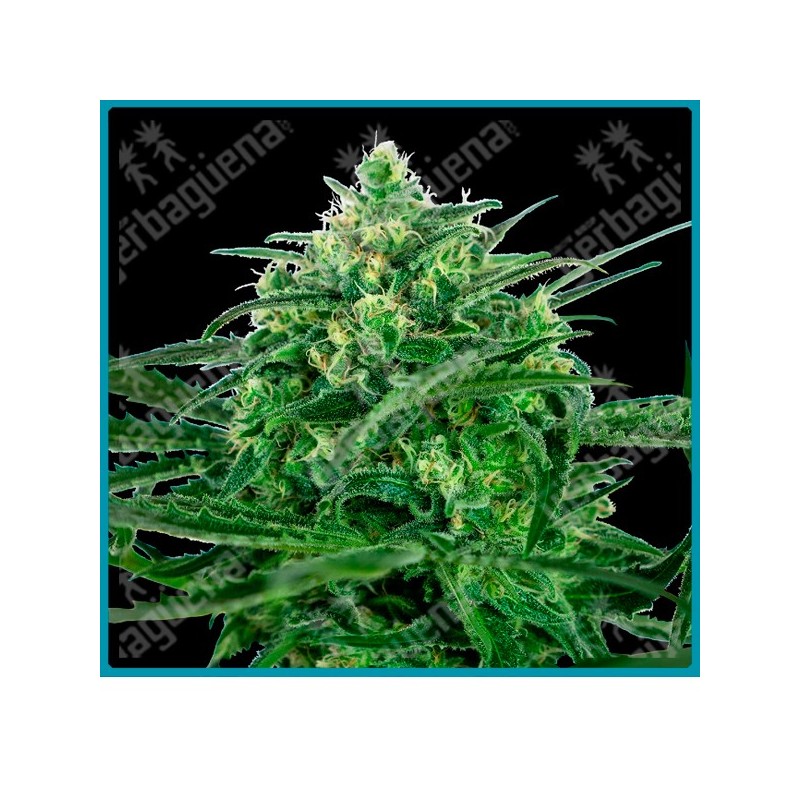 Sensi amnesia ( Hawaiian Indica x Jamaican Pearl x Afghani #1 ) de Sensi seeds