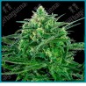 Sensi amnesia ( Hawaiian Indica x Jamaican Pearl x Afghani #1 ) de Sensi seeds