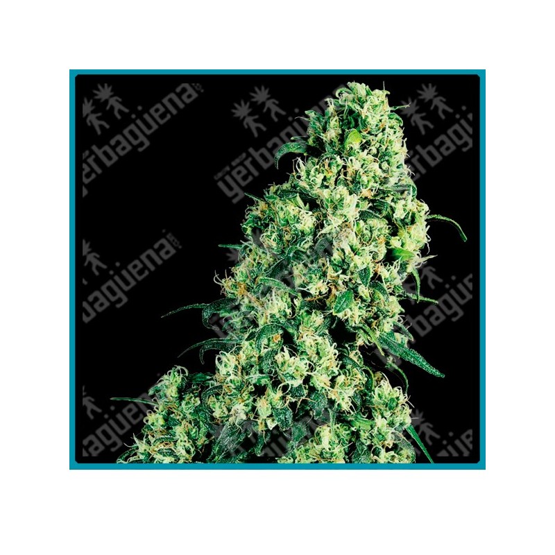 Skunk #1 de Sensi seeds