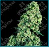 Skunk #1 de Sensi seeds