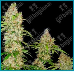 Banana kush cake ( Banana Kush x Wedding Cheesecake ) de Sensi seeds