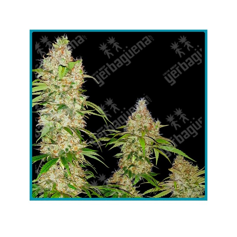 Banana kush cake ( Banana Kush x Wedding Cheesecake ) de Sensi seeds