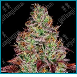 Tezla og ( Hash Plant x Shiva Skunk x SFV OG ) de Sensi seeds