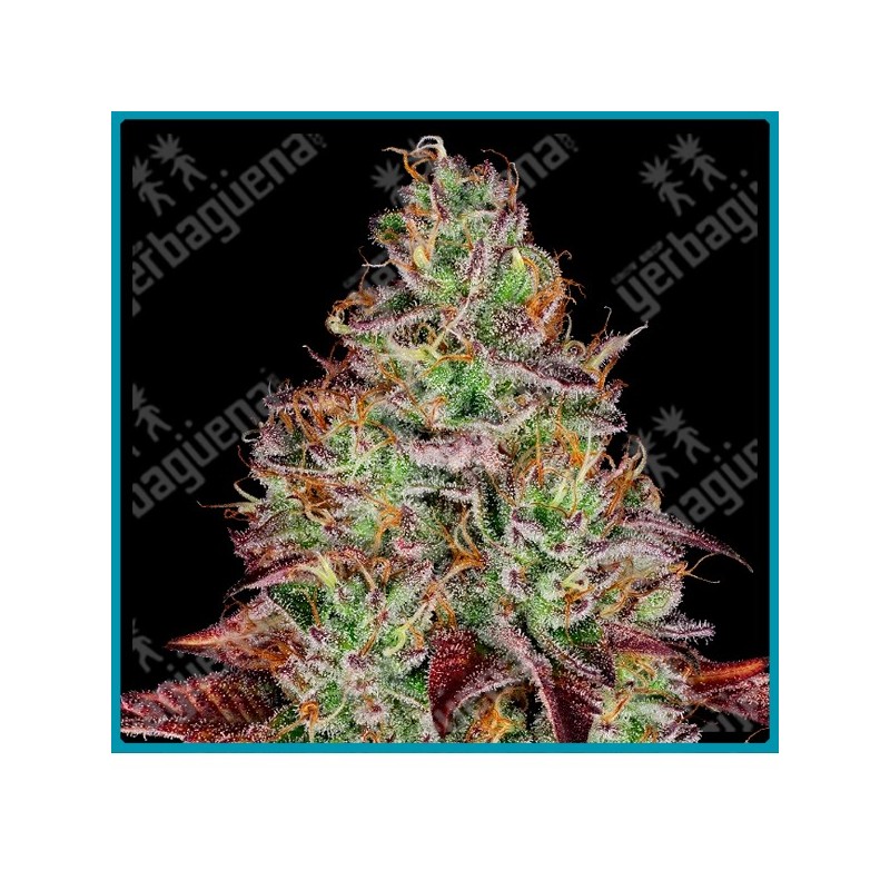 Tezla og ( Hash Plant x Shiva Skunk x SFV OG ) de Sensi seeds