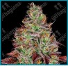 Tezla og ( Hash Plant x Shiva Skunk x SFV OG ) de Sensi seeds