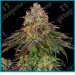 Sweet cherry kush ( Durban x Hindu Kush x OG Kush x Diesel x Haze ) de Sensi seeds