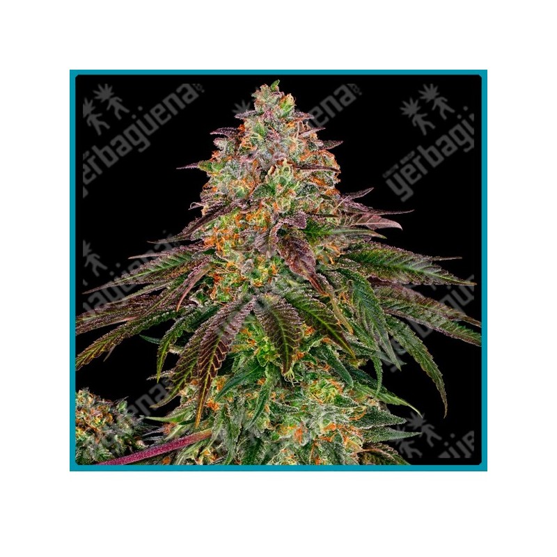 Sweet cherry kush ( Durban x Hindu Kush x OG Kush x Diesel x Haze ) de Sensi seeds