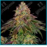 Sweet cherry kush ( Durban x Hindu Kush x OG Kush x Diesel x Haze ) de Sensi seeds