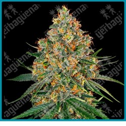 White cheese ( White rhino x Skunk #1 ) de White label seeds