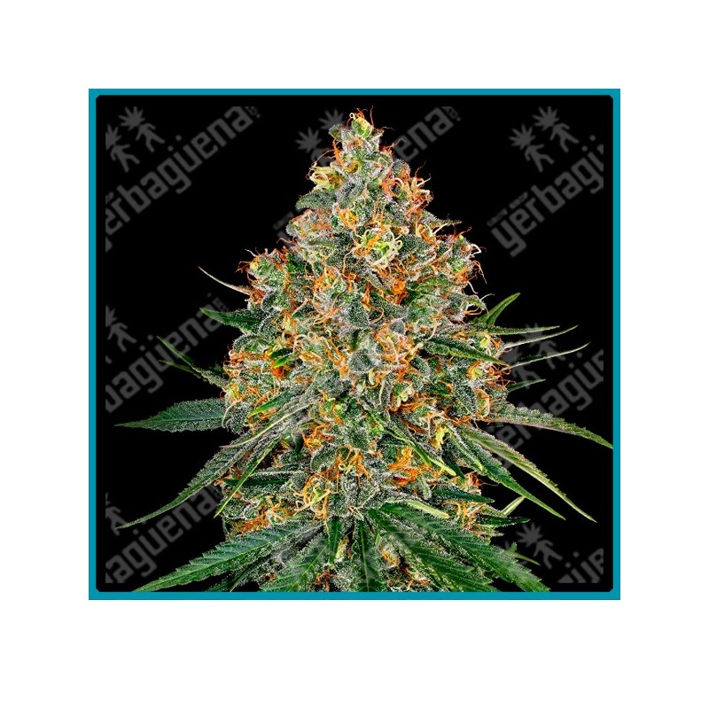 White cheese ( White rhino x Skunk #1 ) de White label seeds