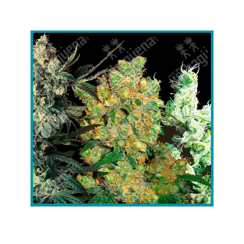 Mix feminizado de Sensi seeds