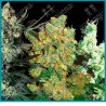 Mix feminizado de Sensi seeds
