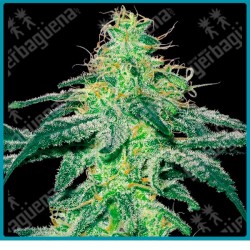 White skunk de White label seeds