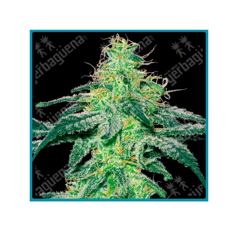 White skunk de White label seeds