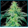 White skunk de White label seeds