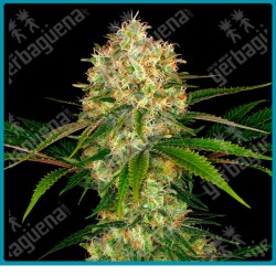 Afghani #1 de Sensi seeds