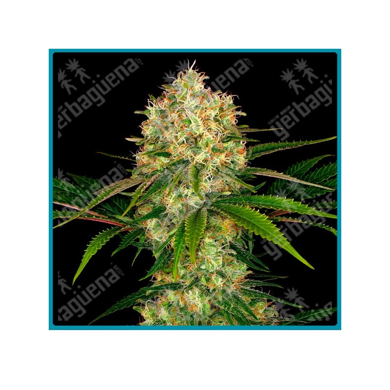 Afghani #1 de Sensi seeds