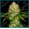 Afghani #1 de Sensi seeds