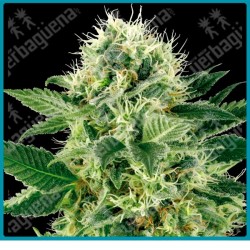 Northern lights de White label seeds