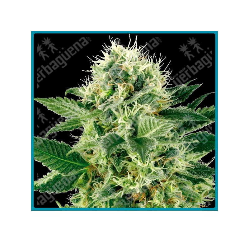 Northern lights de White label seeds