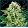 Northern lights de White label seeds