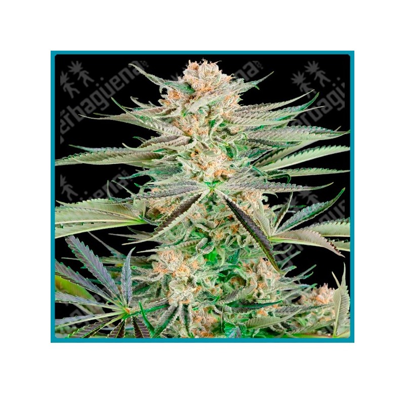 Screwdriver og (  Purple Punch x Clementine ) de Sensi seeds