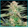 Screwdriver og (  Purple Punch x Clementine ) de Sensi seeds