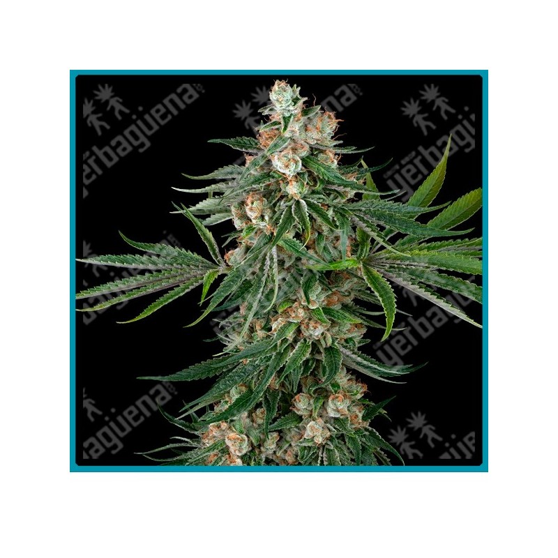 Fallout OG ( Chernobyl x Face Off OG ) de White label