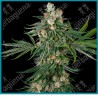 Fallout OG ( Chernobyl x Face Off OG ) de White label