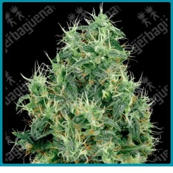 White gold ( White Widow x Himalayan Gold ) de White label