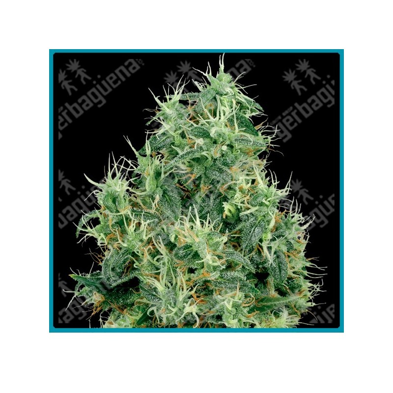 White gold ( White Widow x Himalayan Gold ) de White label