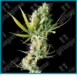 Durban de Sensi seeds