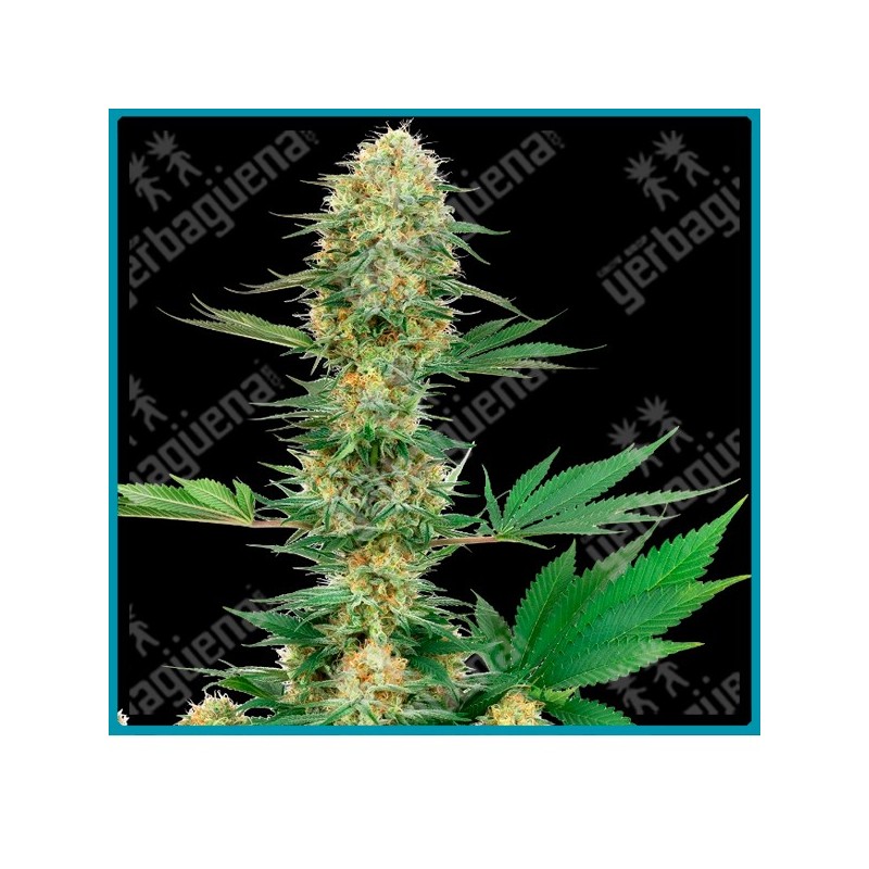 Gelato #420 ( Gelato 33 x Durban x OG Kush ) de White label