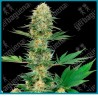 Gelato #420 ( Gelato 33 x Durban x OG Kush ) de White label