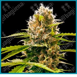 Mandarin punch ( Maple Leaf Indica x White Widow x NYC Diesel x California Indica ) de Sensi seeds