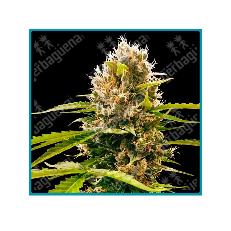 Mandarin punch ( Maple Leaf Indica x White Widow x NYC Diesel x California Indica ) de Sensi seeds