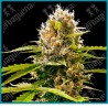 Mandarin punch ( Maple Leaf Indica x White Widow x NYC Diesel x California Indica ) de Sensi seeds