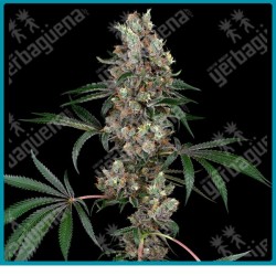 Chemberries ( Chemdawg x Caribbean Strawberry ) de White label
