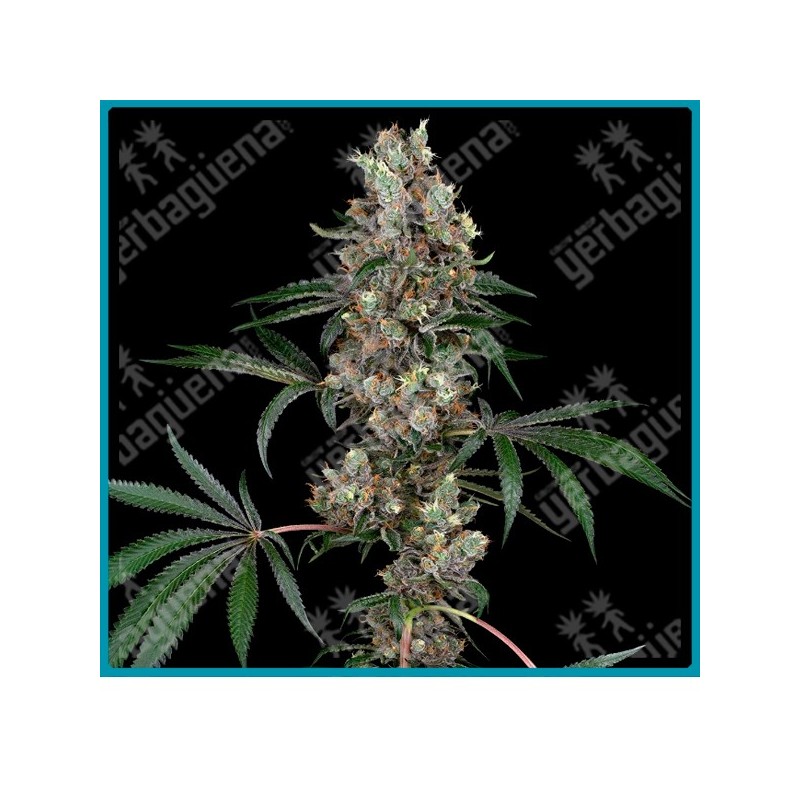 Chemberries ( Chemdawg x Caribbean Strawberry ) de White label